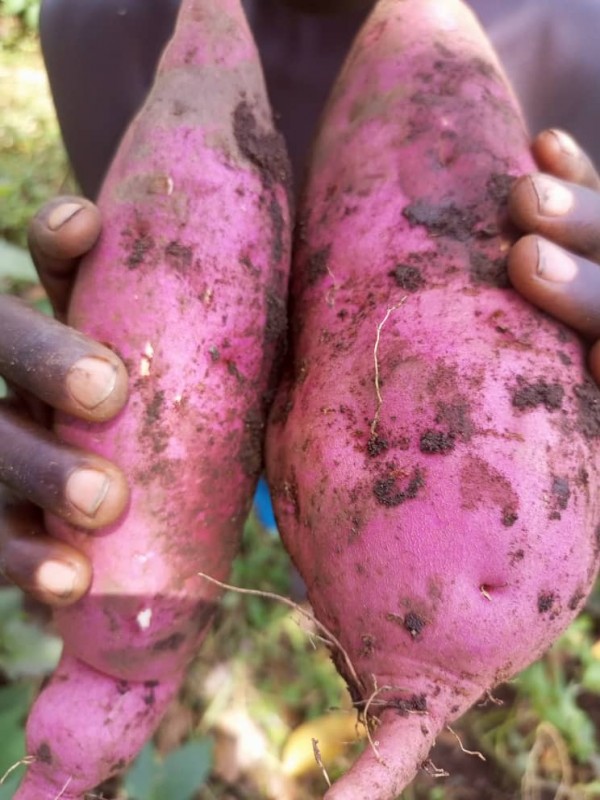 Sweet potatoes from Uganda