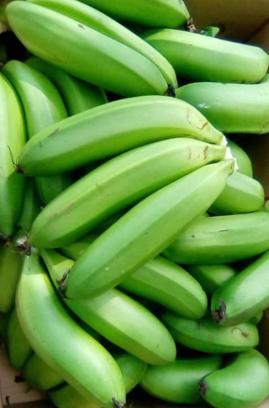 Green bananas from Uganda