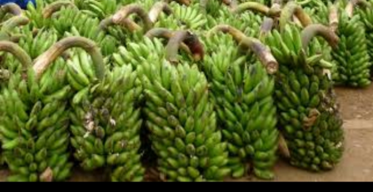 East african banana from Uganda