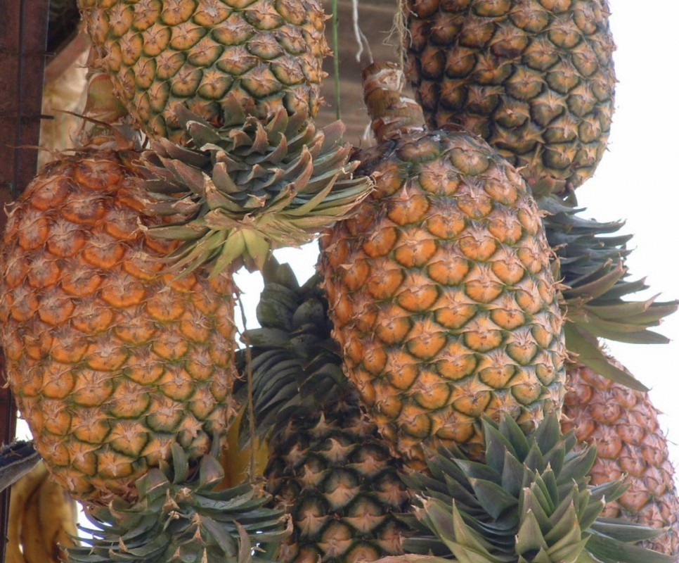 Pineapples from Uganda