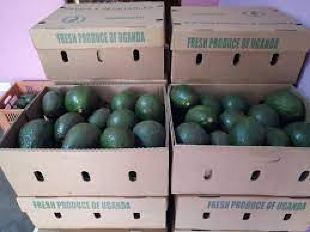 Avocado dall'Uganda from Uganda