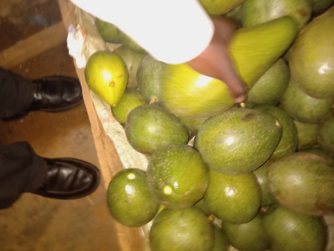 Organic ovaccado from Uganda