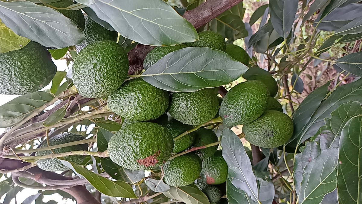 Hass Avocado from Uganda