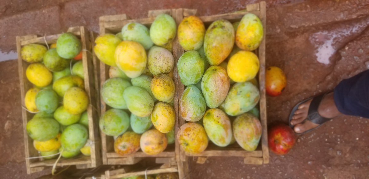 Mango ugandesi from Uganda