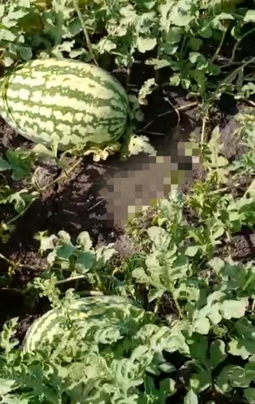 Watermelon from Uganda