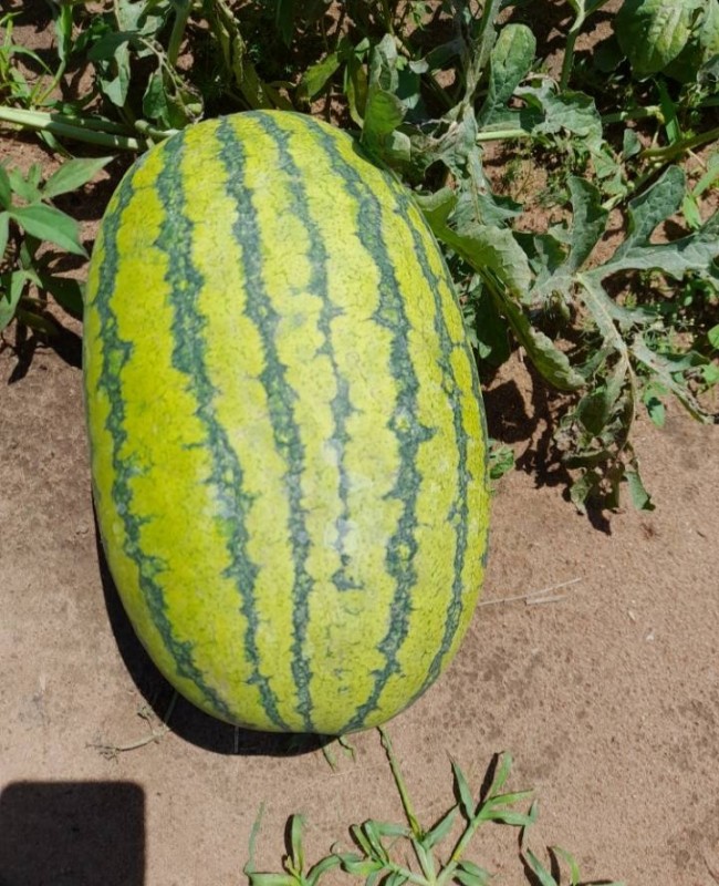 Watermelon from Uganda