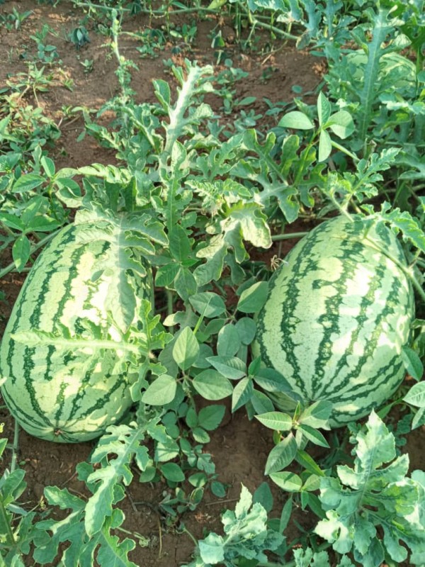 Watermelon from Uganda