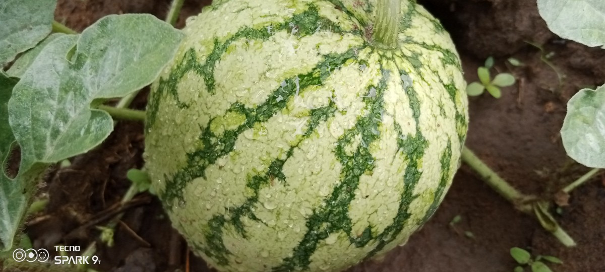 Watermelon from Uganda