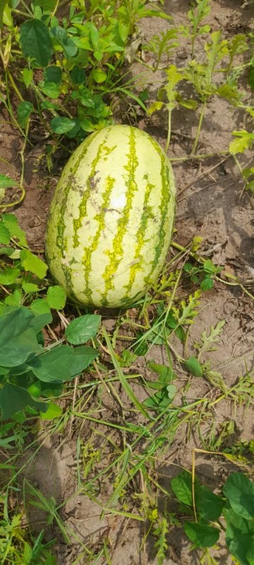 Watermelon farmer from Uganda