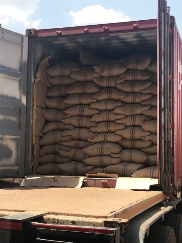 Coffee beans (screen 18) from Uganda