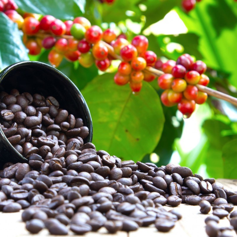 Roasted coffee from Uganda