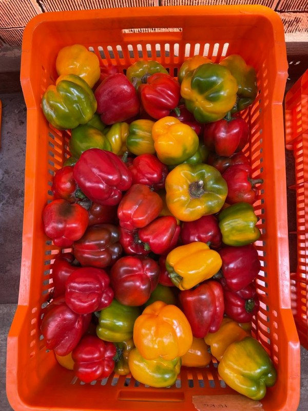 Sweet peppers from Uganda