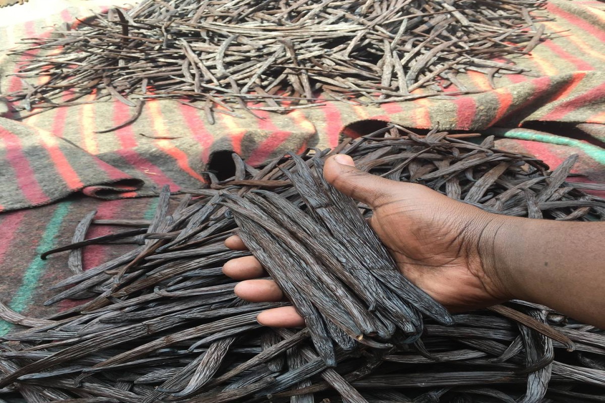 Vanilla Beans from Uganda