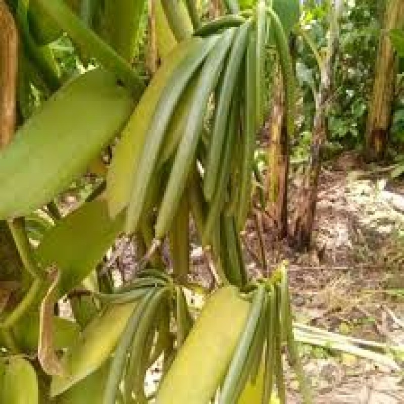 VVANILLA from Uganda