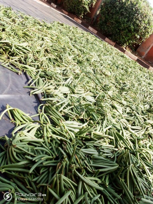 Vanilla from Uganda