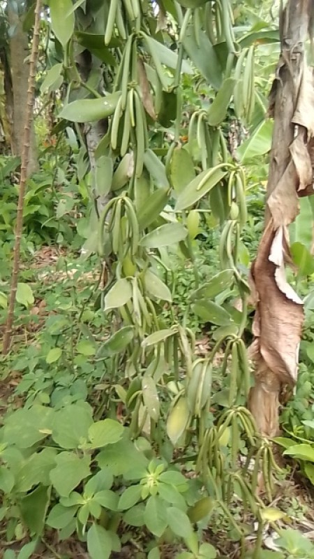 senyange Achilles from Uganda
