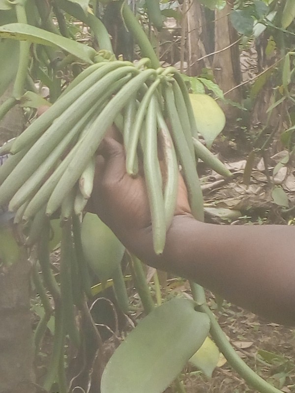 Vanilla from Uganda