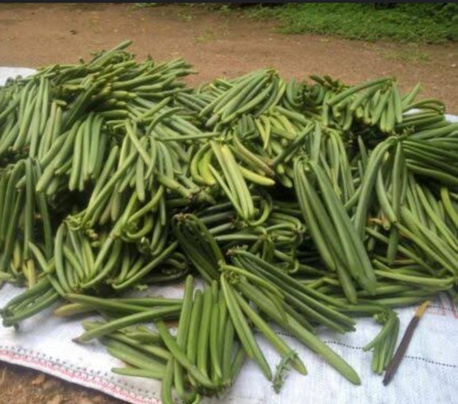 Organic/Organic Vanilla & Extracts from Uganda from Uganda