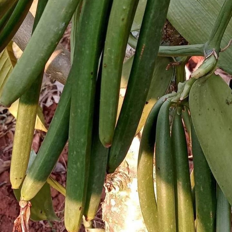 Vanilla beans from Uganda