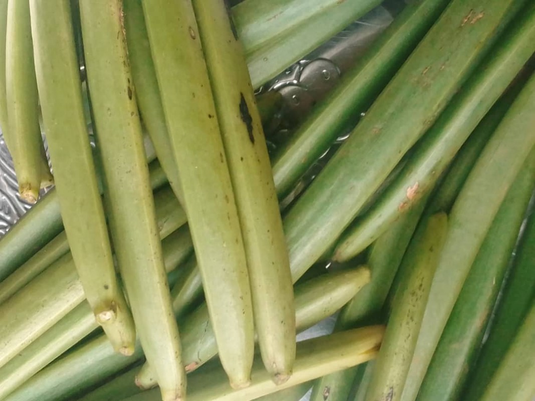 Vanilla beans: Green and Cured. from Uganda