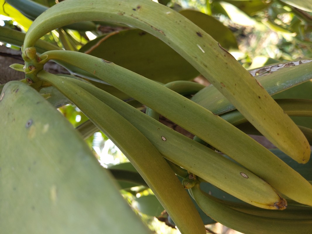 Vanilla from Uganda