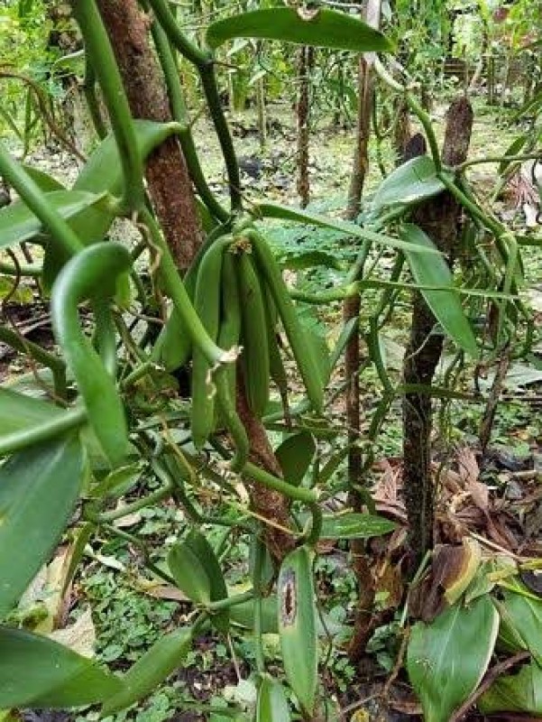 Vanilla from Uganda