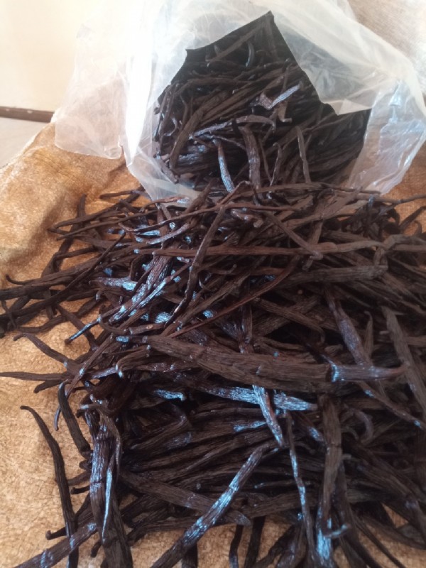 Extraction Vanilla from Uganda