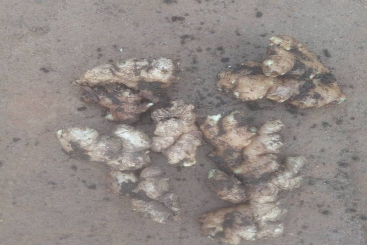 Gengibre indígena from Uganda