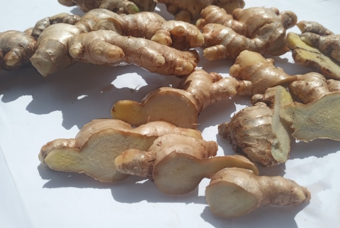 Ginger Rhizomes from Uganda