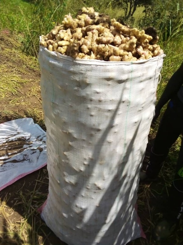 Fresh and dry Ginger from Uganda