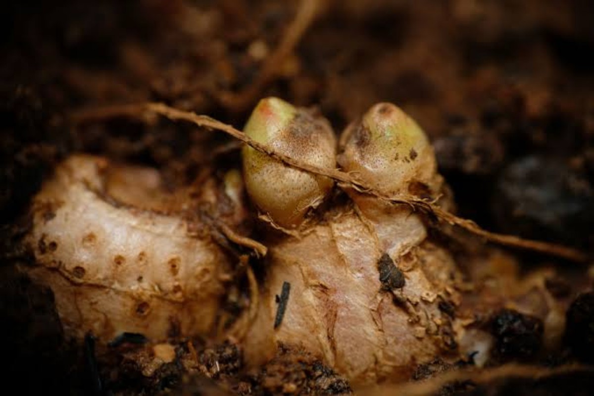 Ginger from Uganda