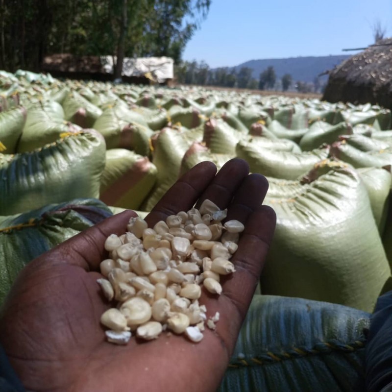 White maize from Uganda