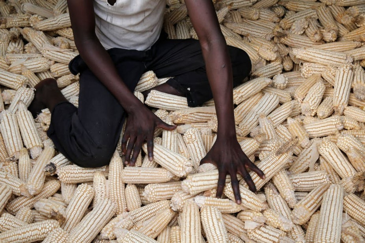 MAIZE from Uganda