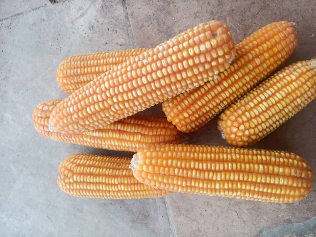 Yellow maize from Uganda