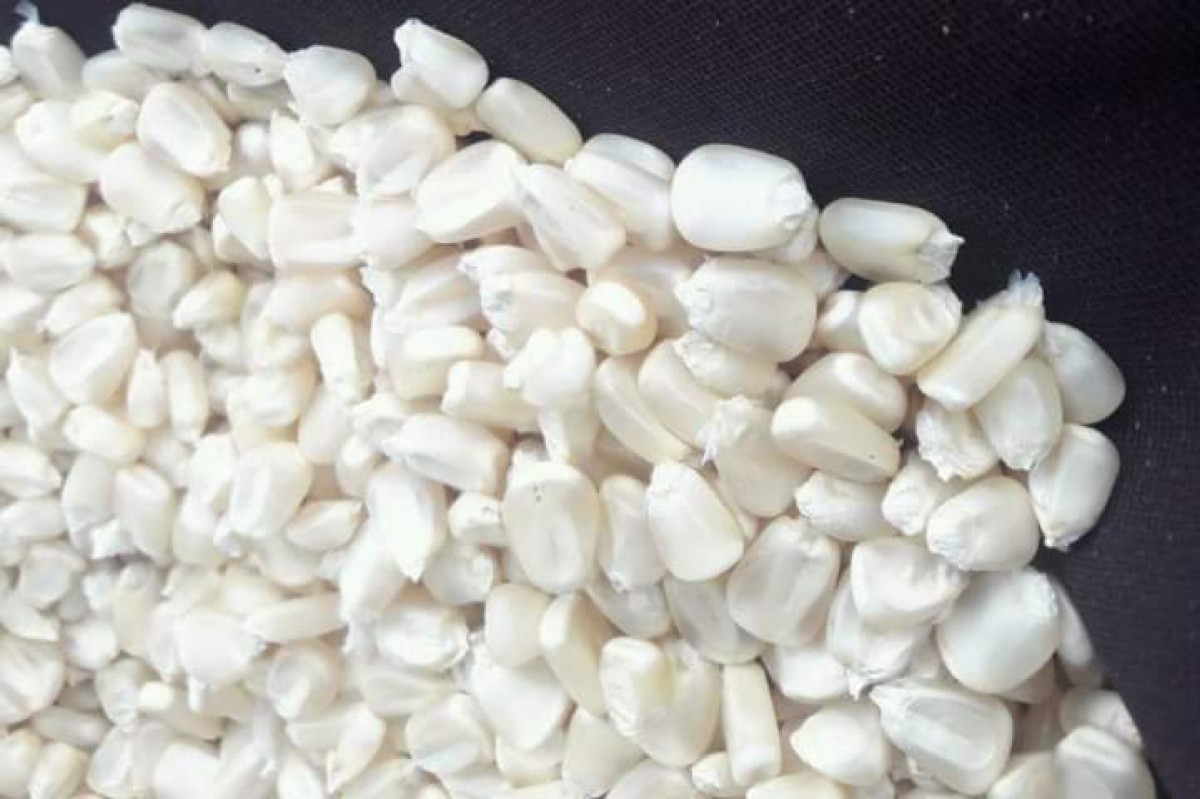 Maize from Uganda