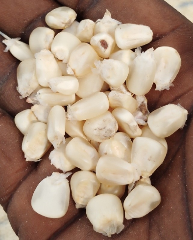 Maize grains from Uganda