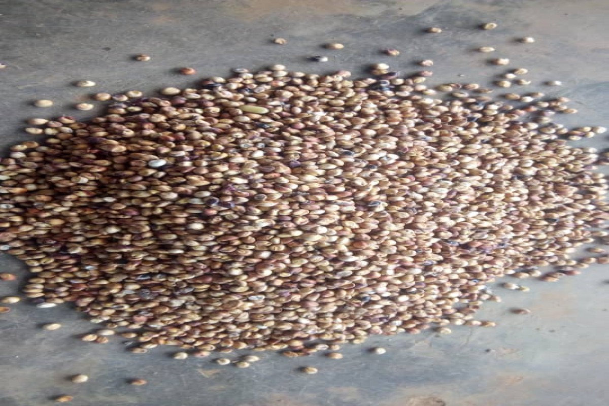 Sorgo from Uganda