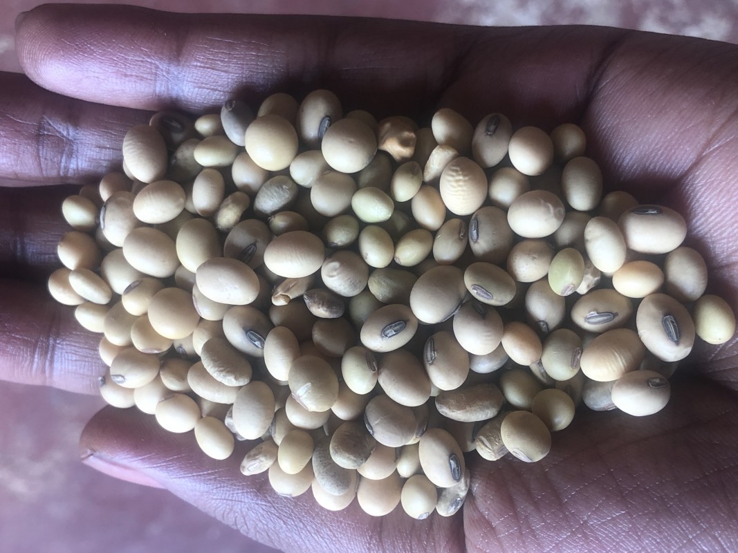 Soya Beans from Uganda