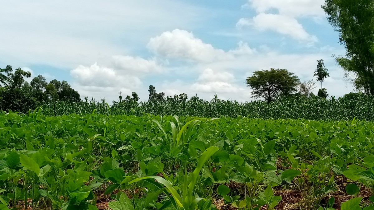 SOYA BEANS & G NUTS PRODUCE from Uganda