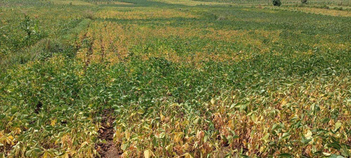 Soyabean from Uganda