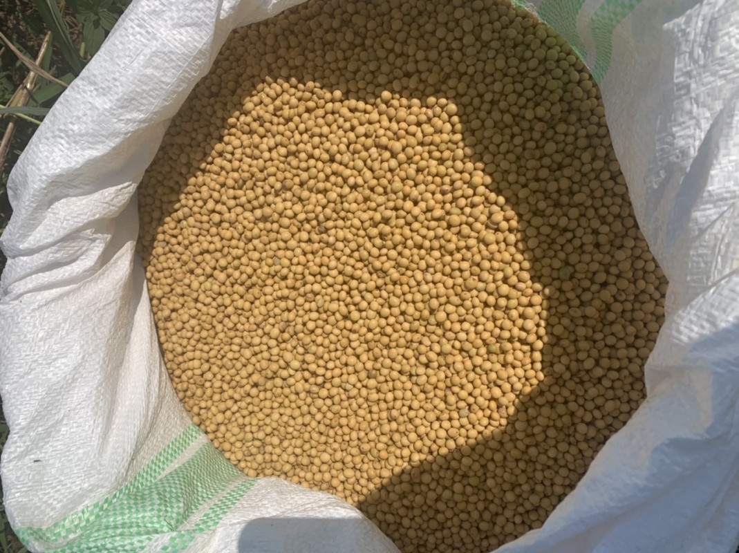 Soja type n3 from Ouganda