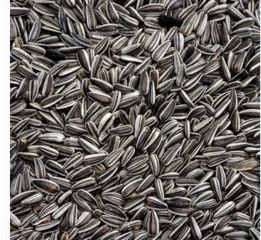 Sunflower seeds from Uganda