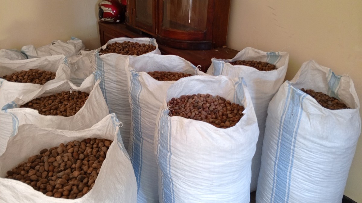 Shea Nuts (Nilotica) from Uganda