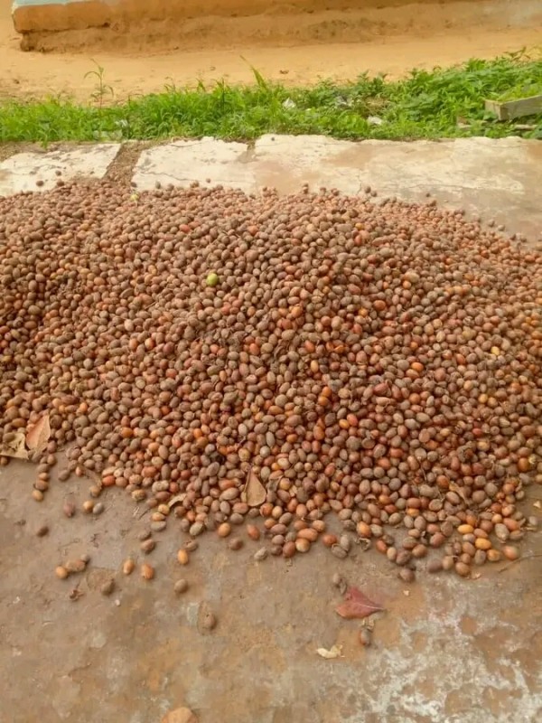 Sheanut from Uganda