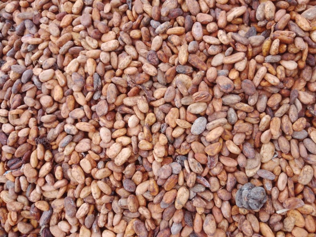 Cocoa beans from Uganda