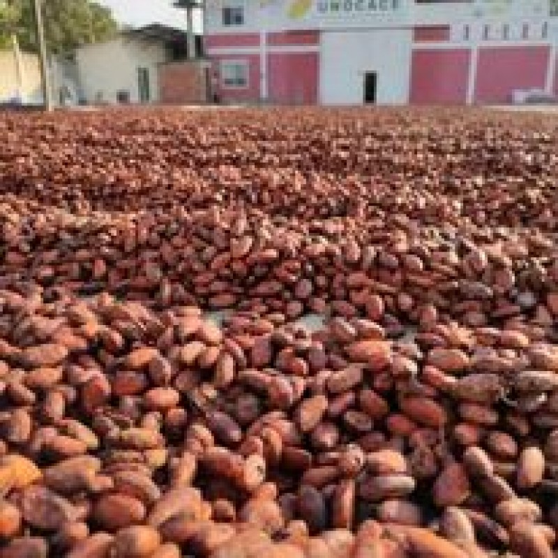 cocoa from Uganda