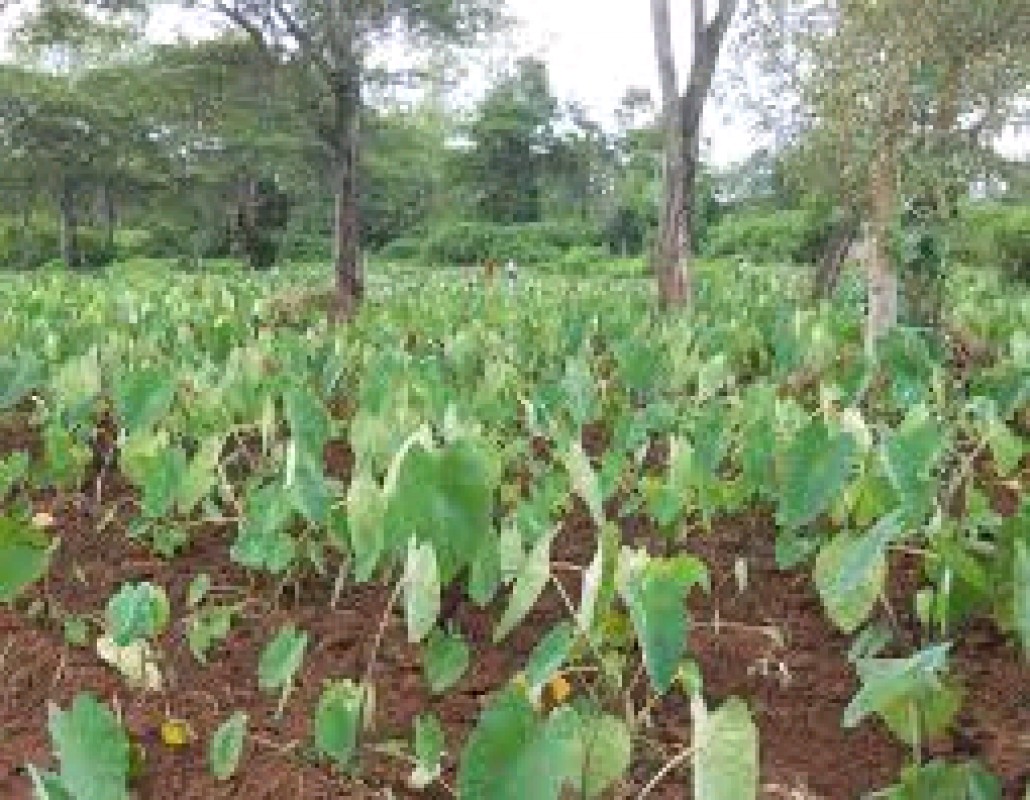 COCOYAM SUCKERS from Uganda