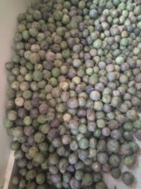 Passion fruit from Uganda