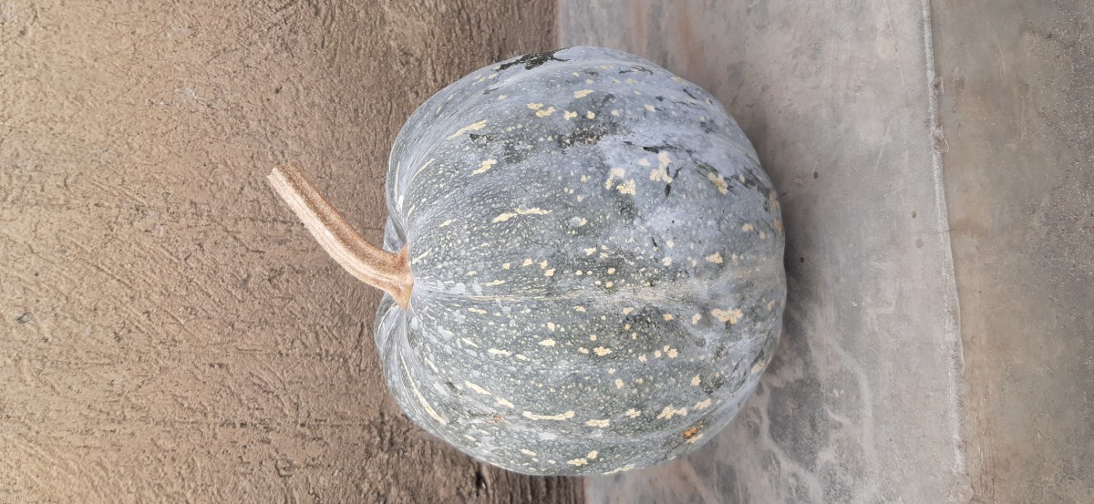 Organic Pumpkins from Uganda