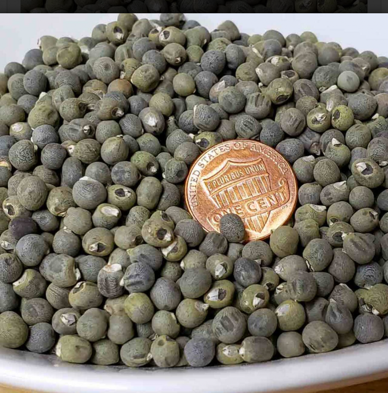 Okra seeds from Uganda